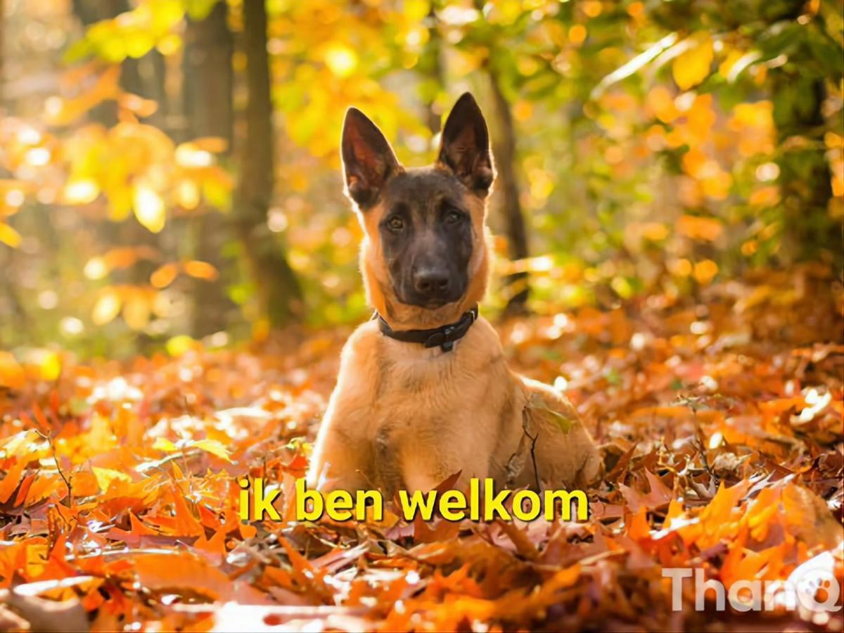 Leuk Chalet Te Huur In Putten, Honden Van Harte Welkom, Alleen Voor Recreatie Villa Exterior photo